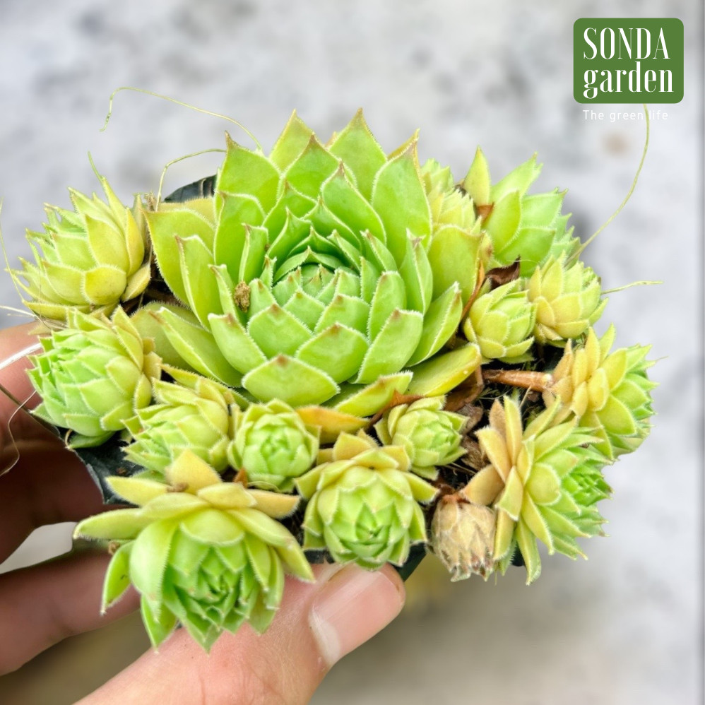 SEN ĐÁ PHẬT BÀ SIZE BÉ SIÊU KHỎE ĐẸP LỖI 1 ĐỔI 1