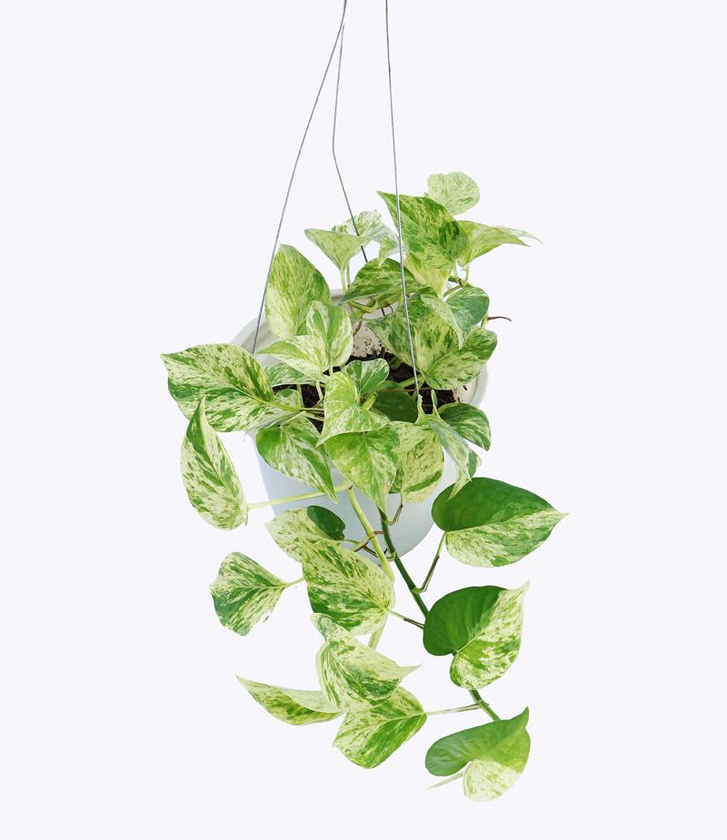 TRẦU BÀ SỮA--TRẦU BÀ CẨM THẠCH (ĐỘT BIẾN)