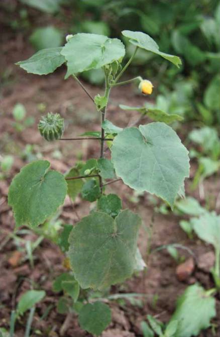 cây cối xay giống