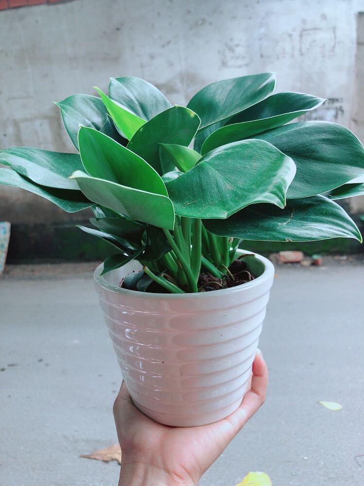 Chậu Trầu Bà Đế Vương Xanh