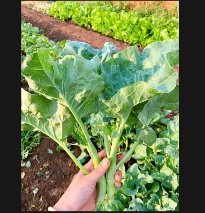 ( HCM ) Hạt giống cải rổ 5gram
