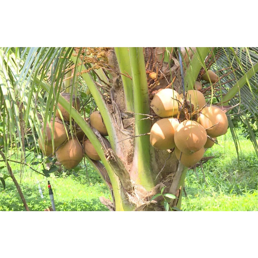 Cây Giống Dừa Lửa Lùn