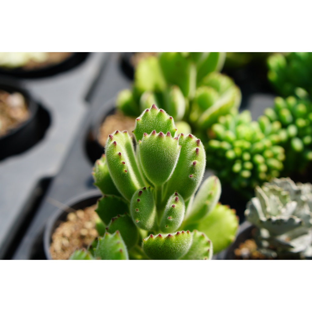 SEN ĐÁ MỚI 8CM - HƯ 1 ĐỔI 1