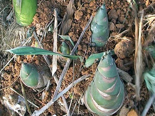 Măng tre bát độ, giống măng ngọt