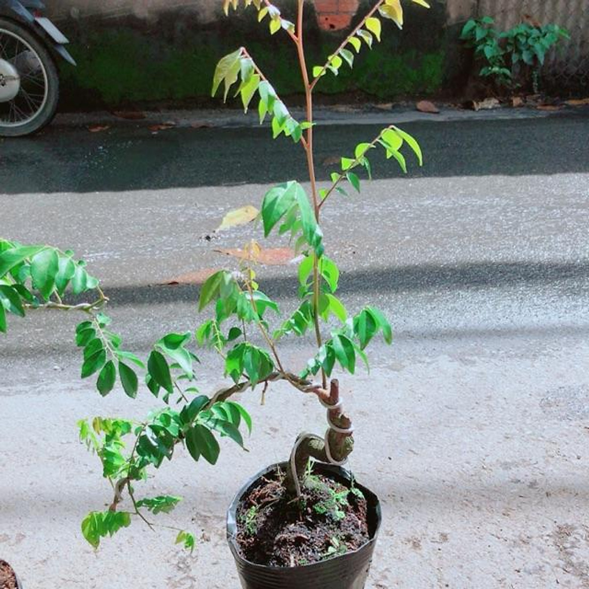 cây khế bonsai mini