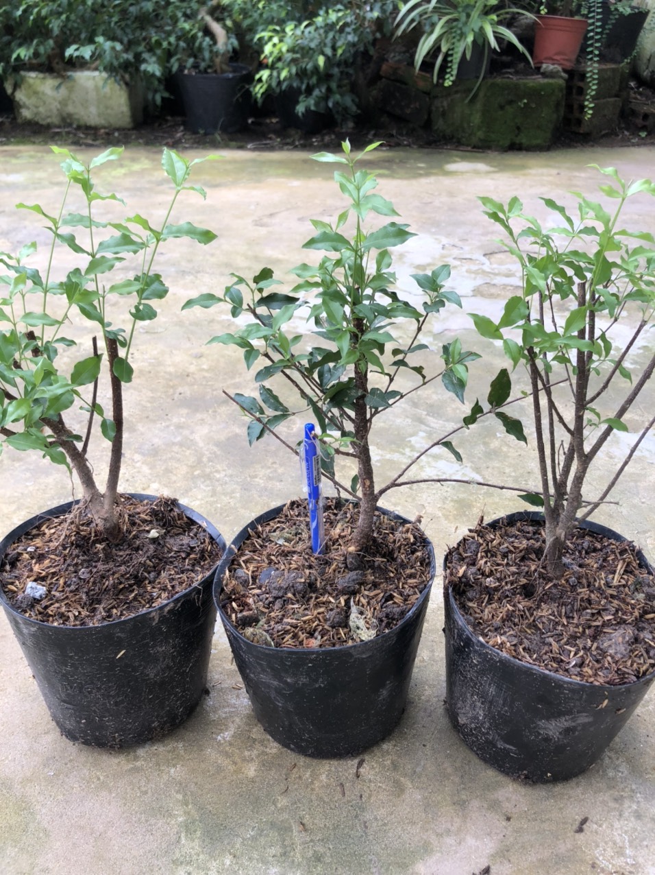 Cây Hồng Ngọc Mai ( cây giống)
