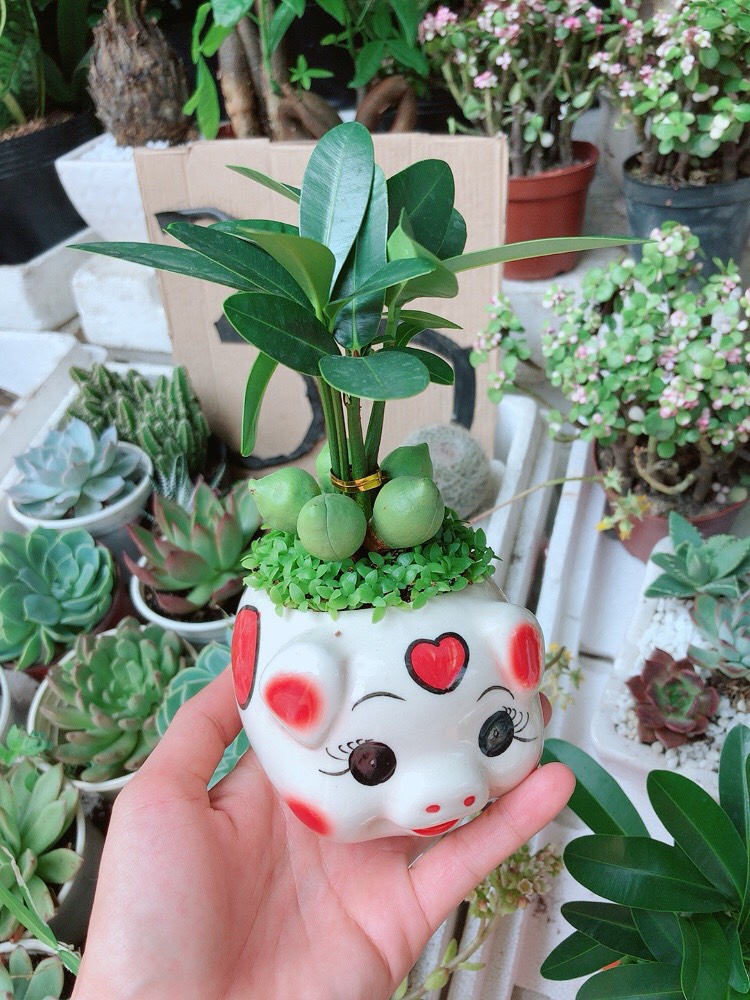Chậu Tài Lộc May Mắn