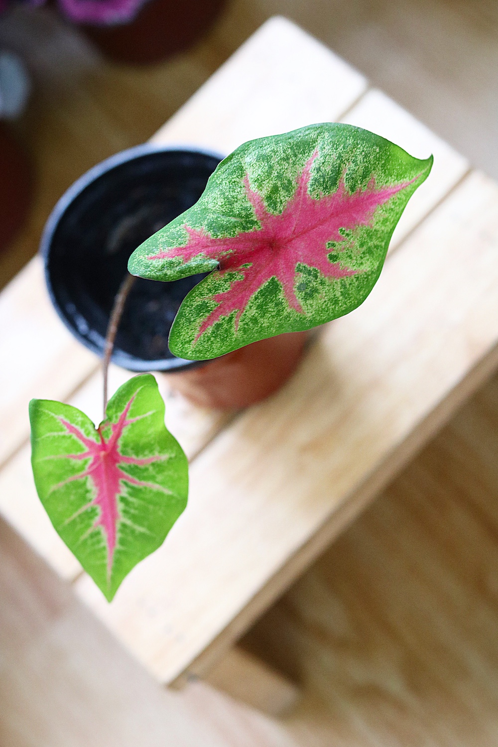 Chậu cây Caladium Biocolor - Môn 2 màu (Môn Biocolor)