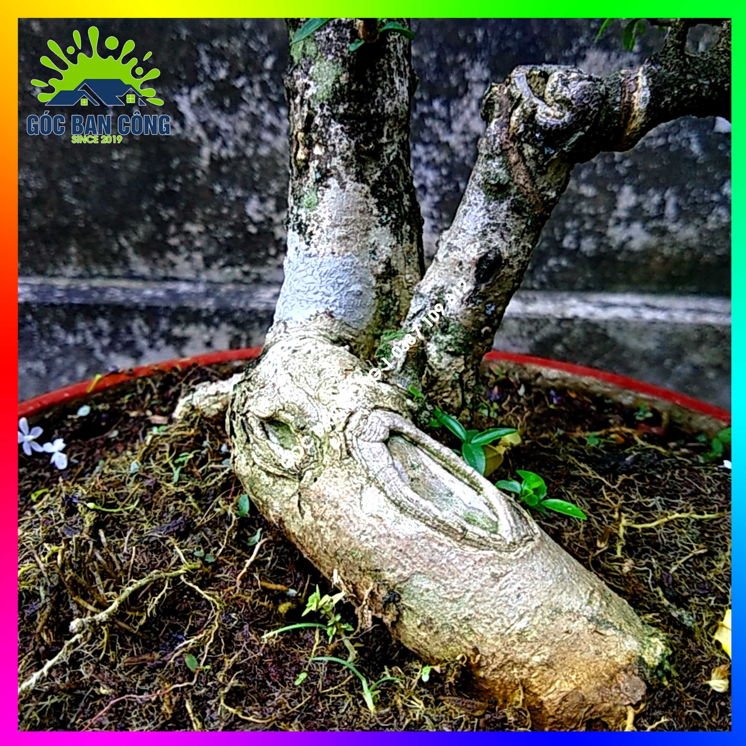 Mai Chiếu Thủy Kim Giòn Bonsai Mini - CTBS03