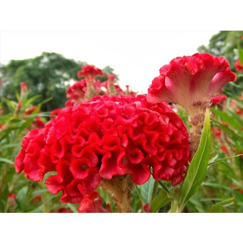 #Hạt giống mào gà búa