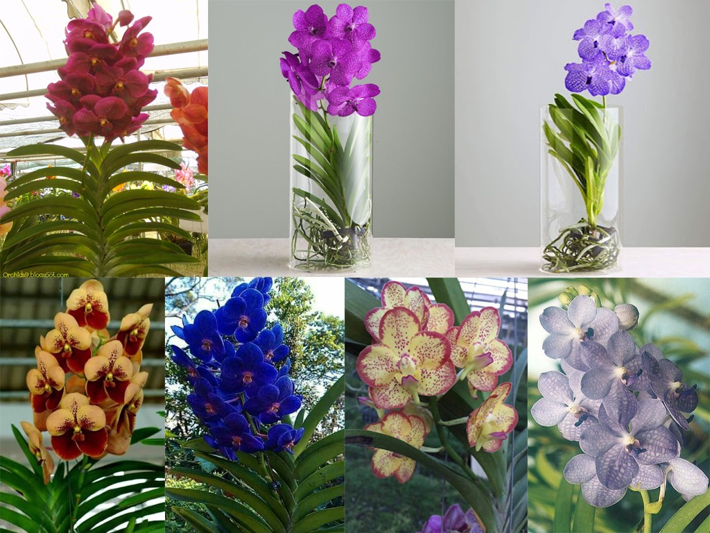 Combo 10 cây giống vanda đủ màu, hàng nhập trực tiếp thái lan