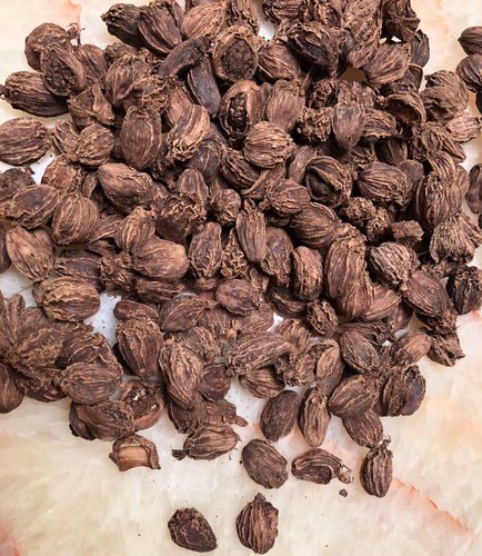 Black Cardamom - Hạt Thảo Quả Badi ilaichi/Kali ilaichi (50g - 100g)
