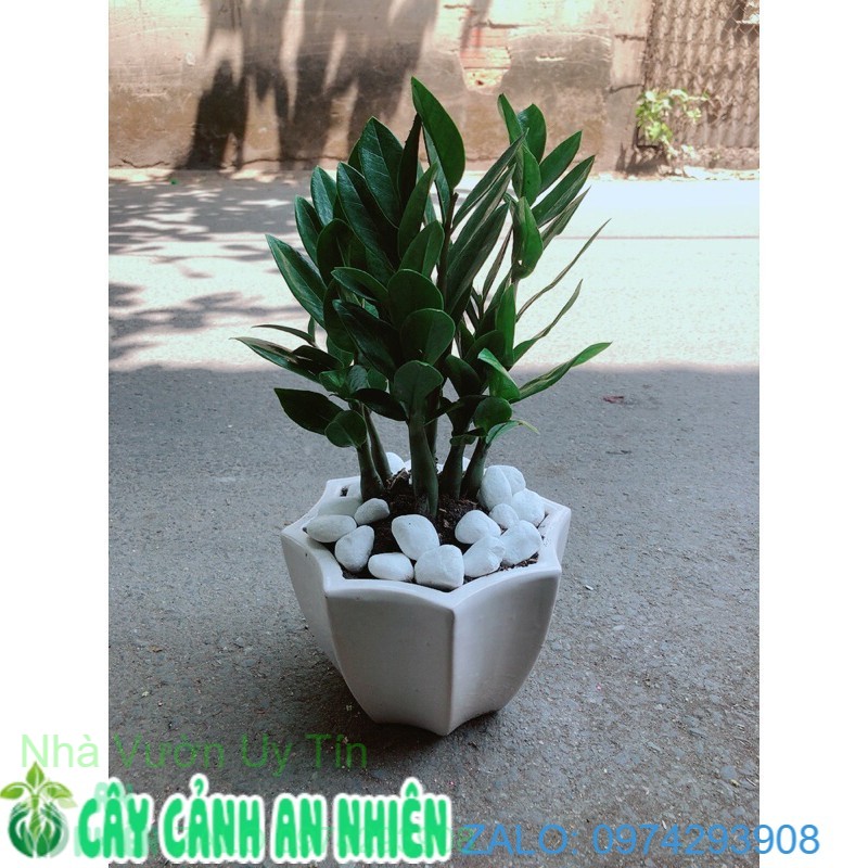 Chậu Cây Kim Tiền (Kim Phát Tài)