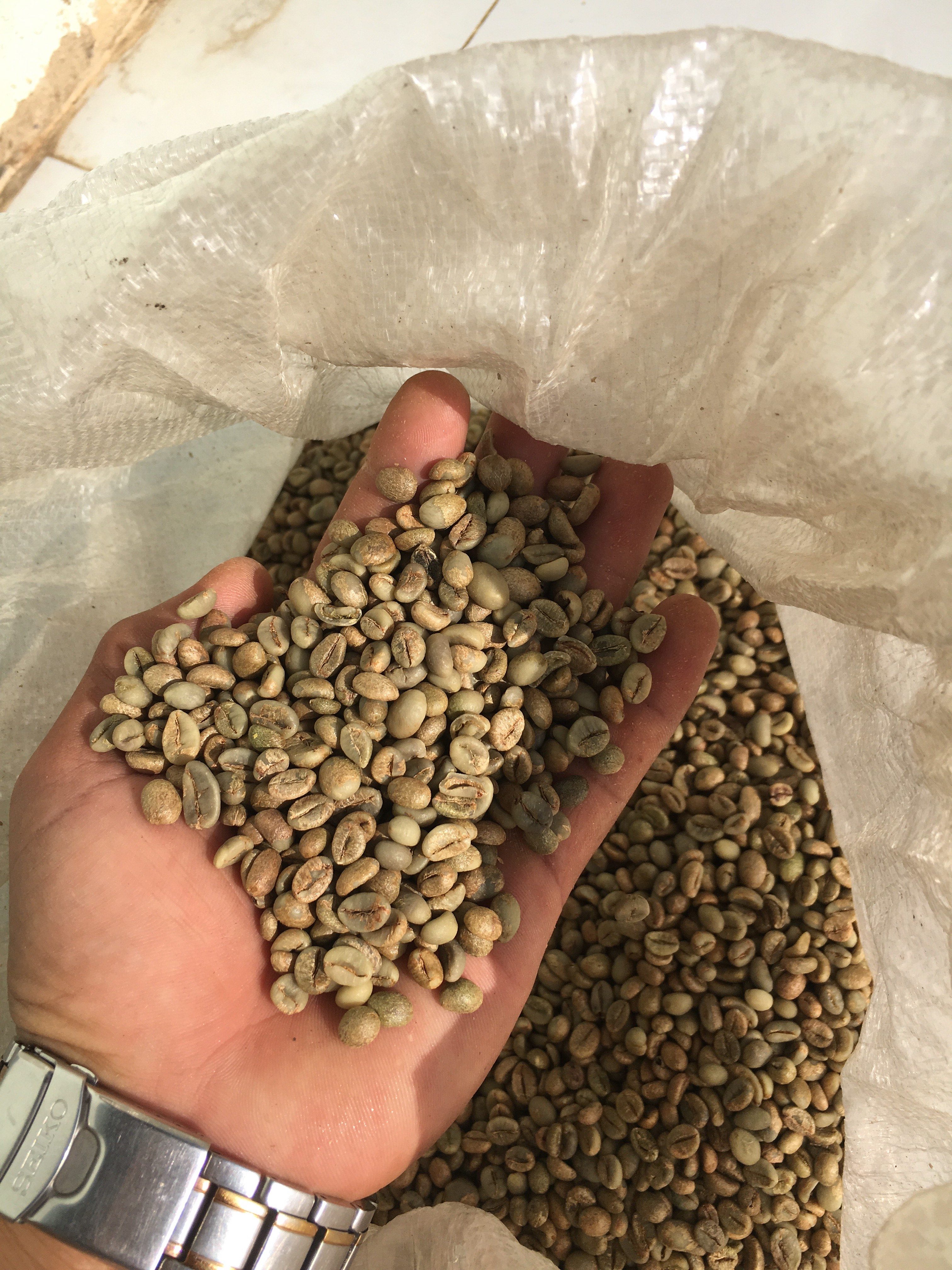 Coffee beans (green bean)