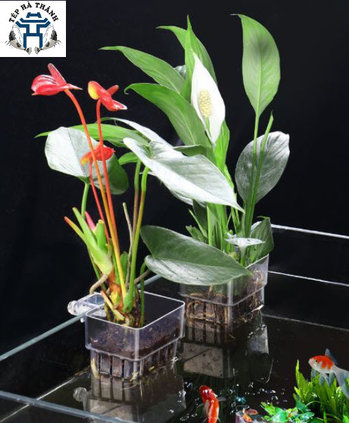 Giá đỡ trồng cây thủy canh acrylic - cốc trồng cây bán cạn cho bể cá cảnh, bể thủy sinh