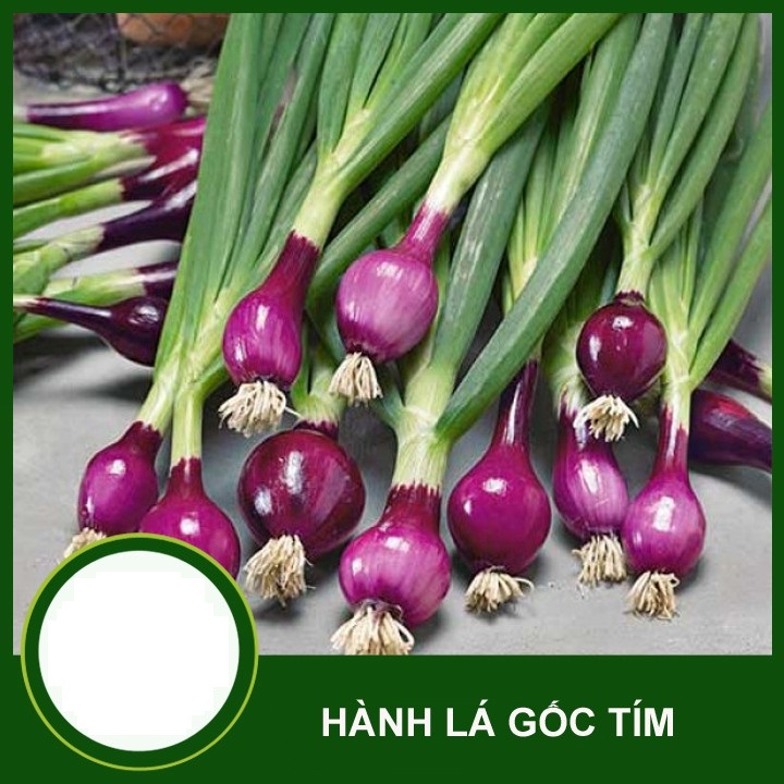 HẠT GIỐNG HÀNH LÁ GỐC TÍM TÚI 5G - DỄ TRỒNG