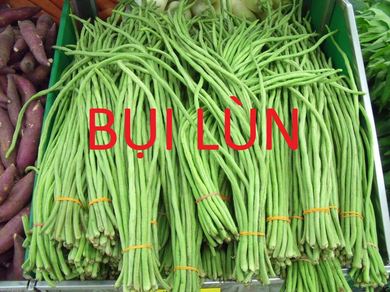 20Gr Hạt Giống Đậu Đũa Bụi (A5.304| G2*W23)