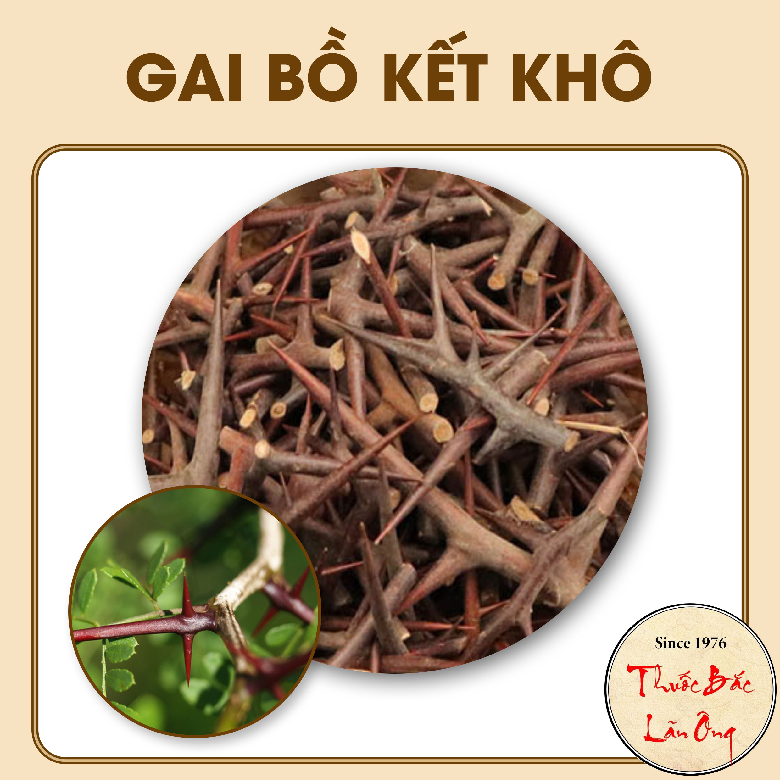 Gai bồ kết khô 500g
