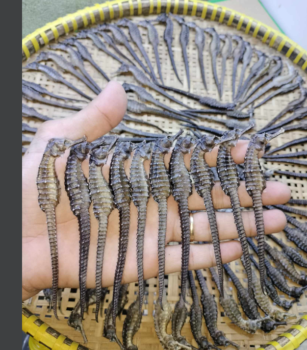 10con Cá ngựa khô (hải mã) 8-9cm