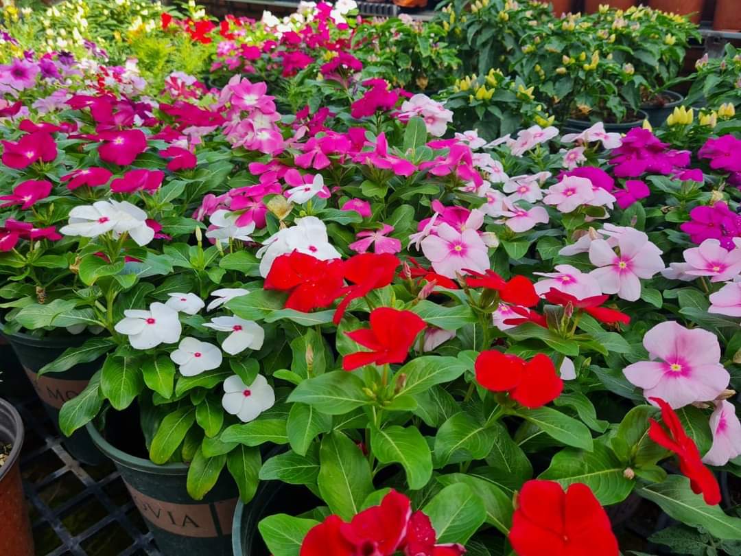 50h hạt giống hoa dừa cạn lùn mix màu