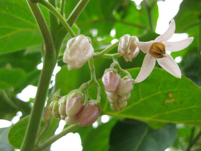Hạt giống cà chua thân gỗ Tamarillo ( 10 hạt/gói )