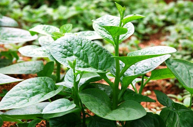 100H # Hạt giống rau mồng tơi tím , xanh ( tặng phân bón kích mầm ) .