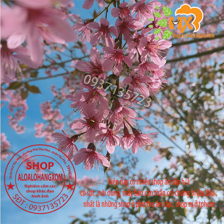 [HCM]combo 5 cây mai anh đào cây con [ cây giống ] .