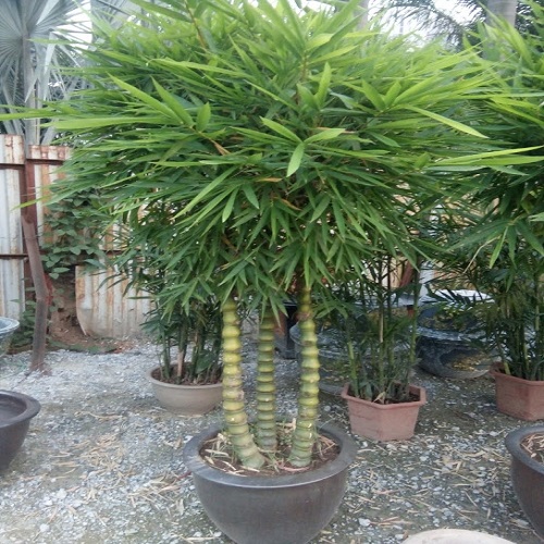 CHẬU CÂY TRÚC ĐÙI GÀ ĐẸP