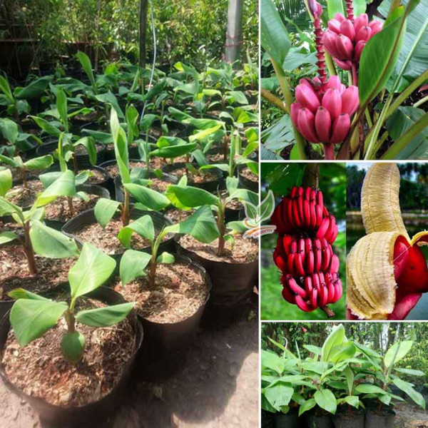 Cây giống chuối đỏ dacca combo 2 cây