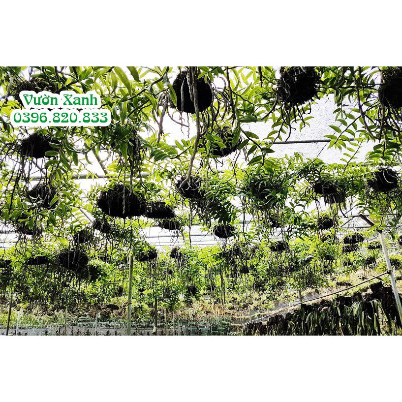 Dớn đĩa tròn ghép lan KT 20x5 cm