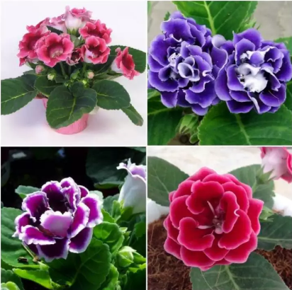 Hạt giống hoa tử la lan nhiều màu/gói 5 hạt
