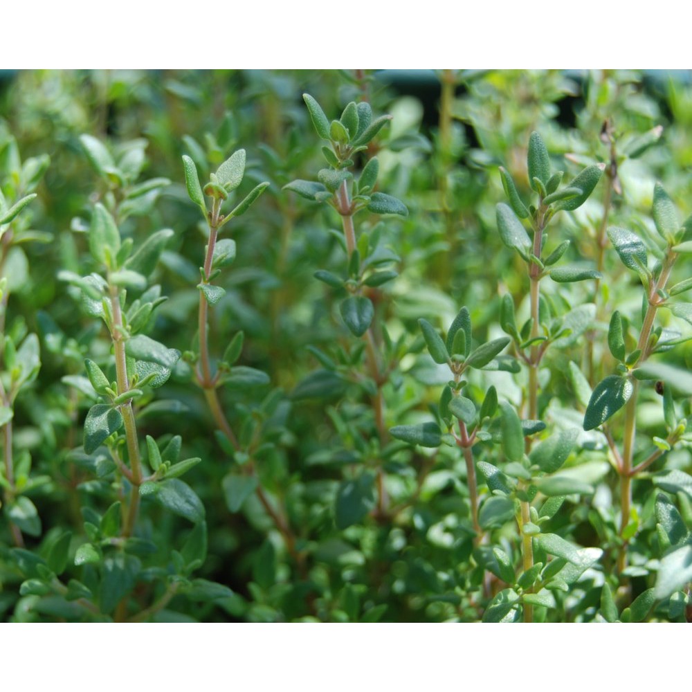 HẠT GIỐNG CÂY XẠ HƯƠNG - 50 hạt