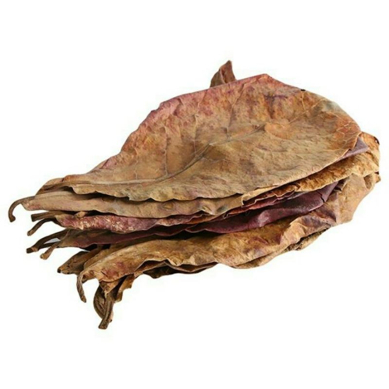 10 Lá bàng khô- Lọc bể cá cảnh.