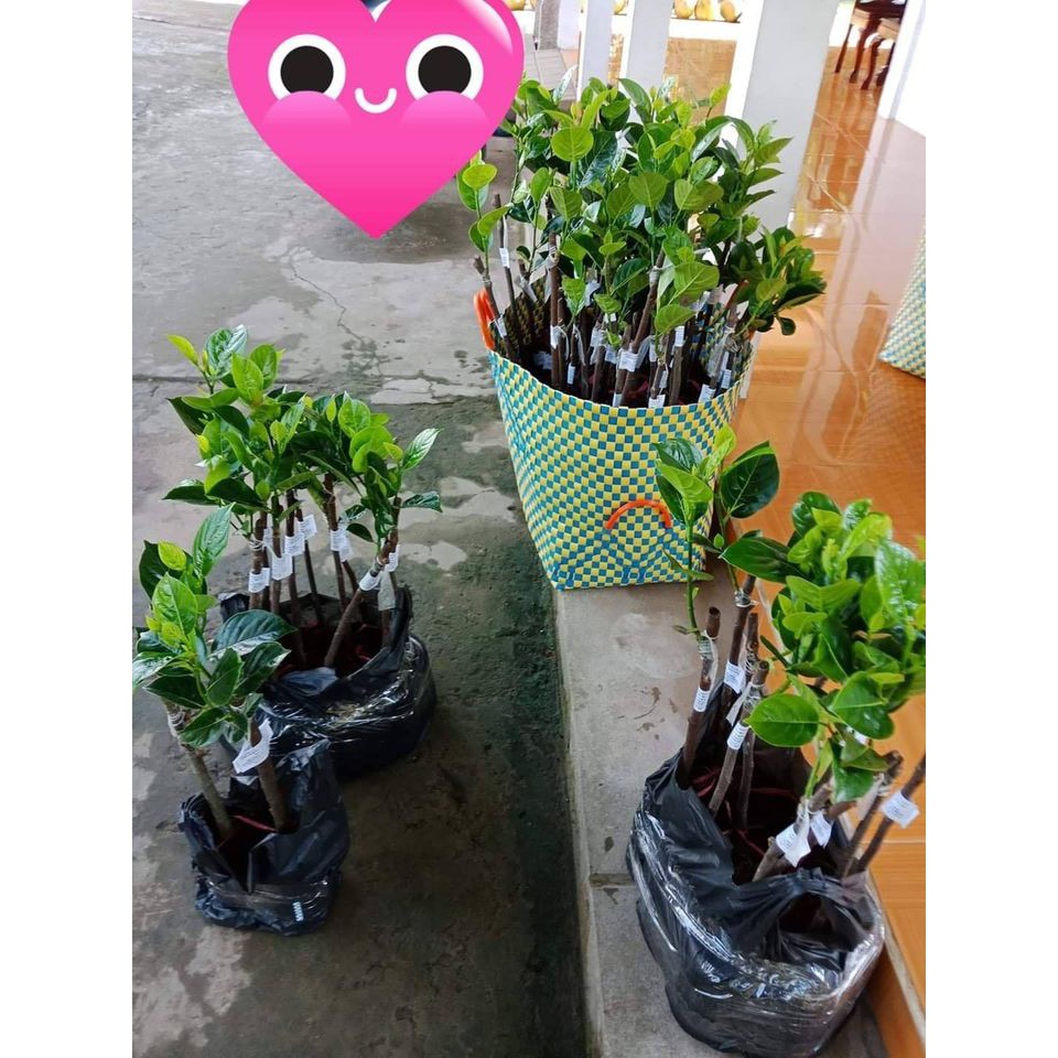 Cây Mít không hạt ra trái sau 15 tháng (ảnh thật số 2)