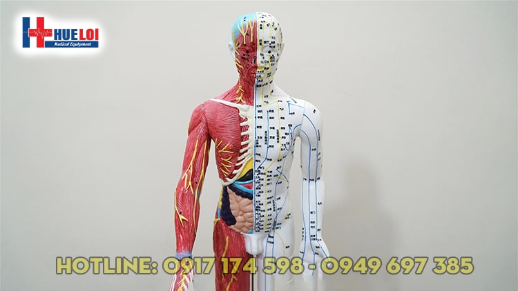 Mô hình huyệt vị người 65cm