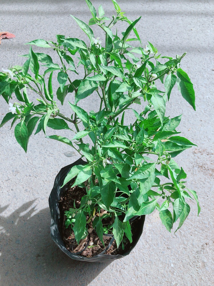 [HCM]Ớt Hiểm Trái Lớn