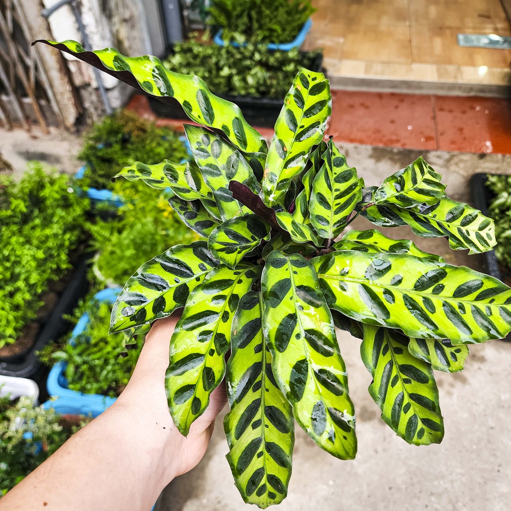Cây đuôi công lá dài mini - cây cảnh đẹp, dễ trồng