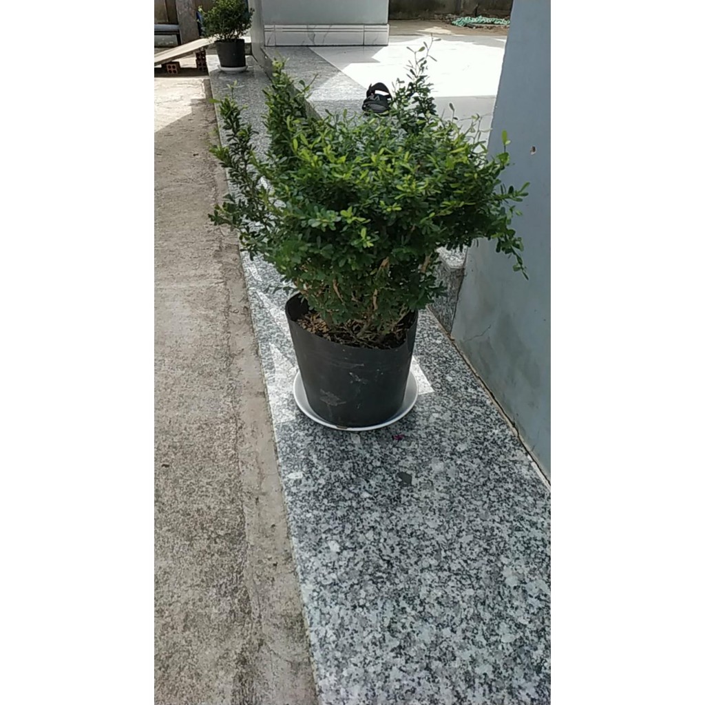 Cây Linh Sam - cây cảnh mini - cây cảnh để bàn - caykiengsadec
