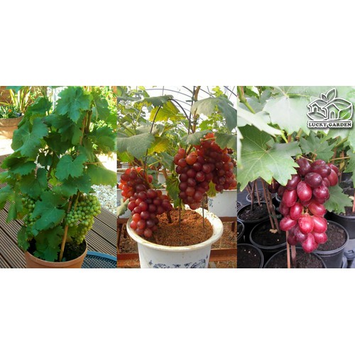 Hạt giống nho lùn Pháp F1 ( 5hạt/Kèm gói kích thích hạt nảy mầm )