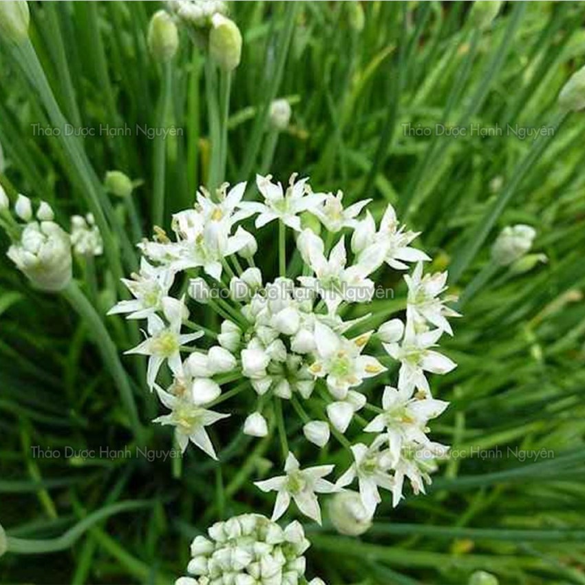 Leaves Black dry peace 1kg