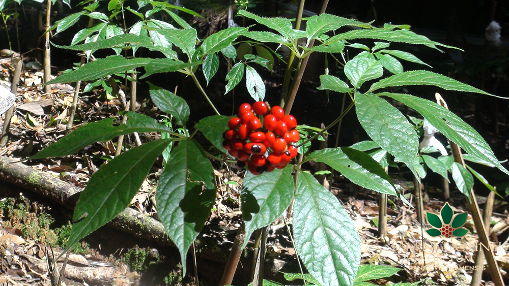Cây giống sâm ngọc linh