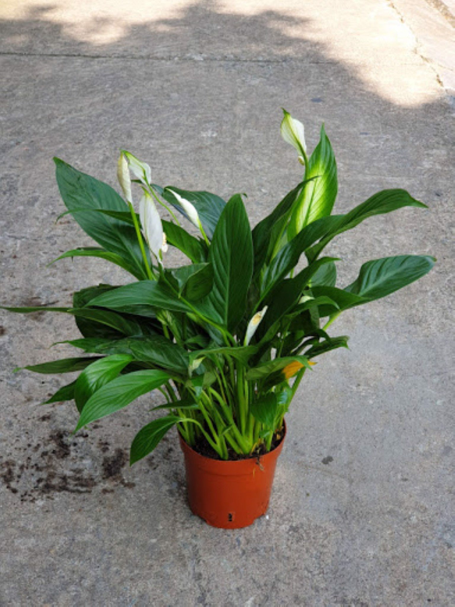 Chậu cây lan ý để bàn