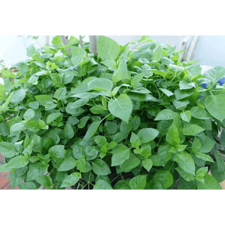 cây rau bù ngót Nhật , rau ngót nhật - cây trong bầu, rễ mạnh | Lazada.vn