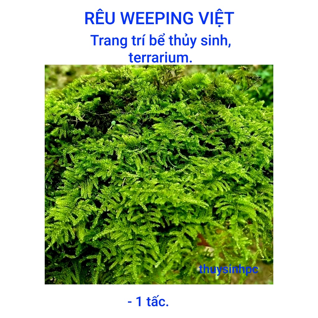 Rêu Weeping trang trí hồ thủy sinh