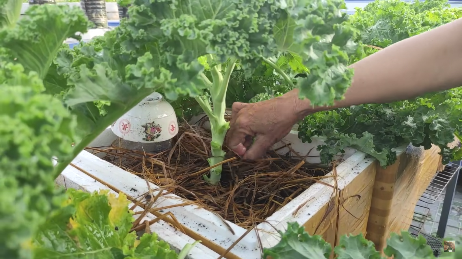 [HCM] Cải xoăn Kale Việt Thái 2g