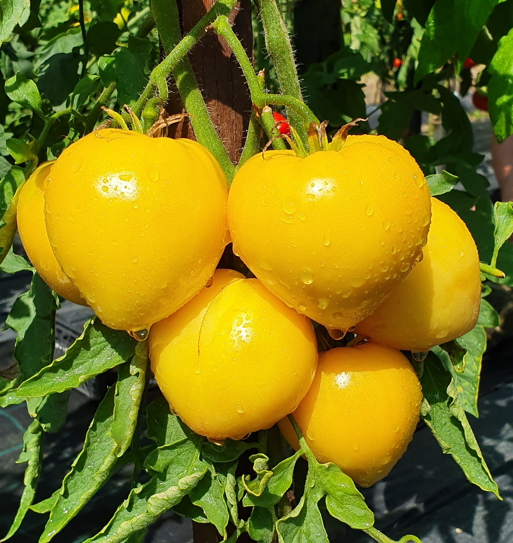 Hạt giống cà chua trái tim vàng quả to thịt ngon ngọt PSV56 | Phởms Market