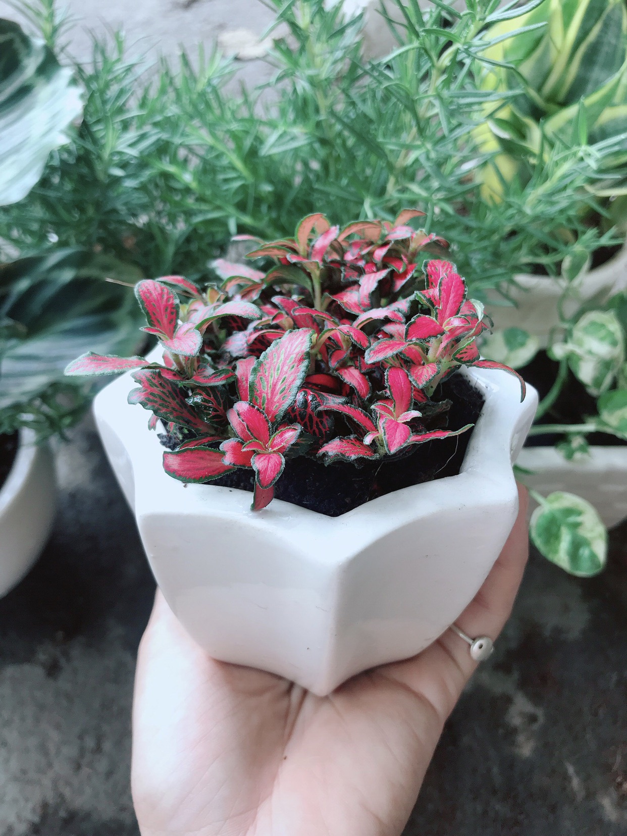 Chậu cây cẩm nhung đỏ