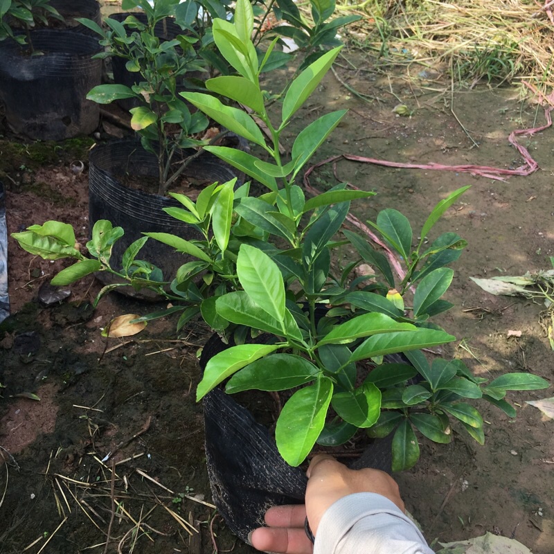 Cây chanh tứ quý (chanh ta) tán xum (Cây như hình)