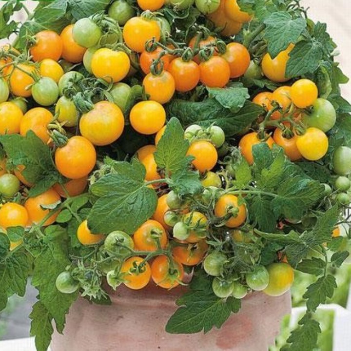 Hạt giống cà chua bi lùn vàng gói 0,1gr