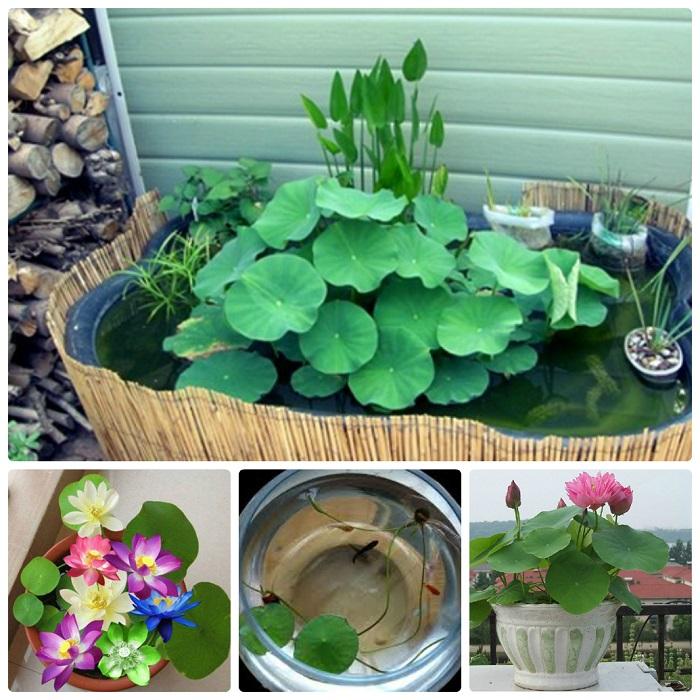 5 hạt giống sen nhật mini nhiều màu